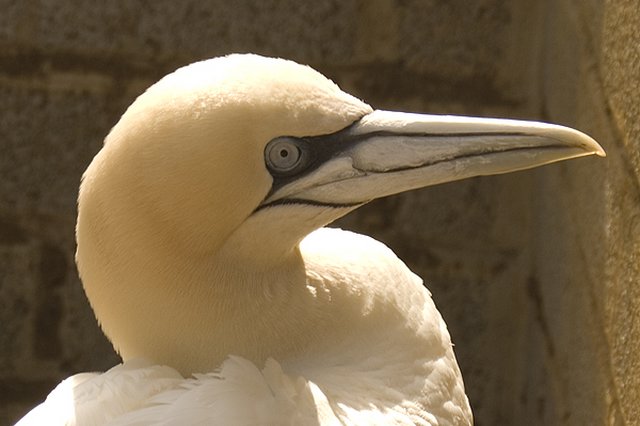 Gannet