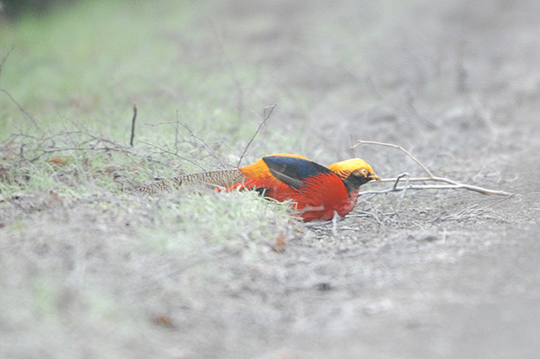 Golden Pheasant Wolferton, Norfolk