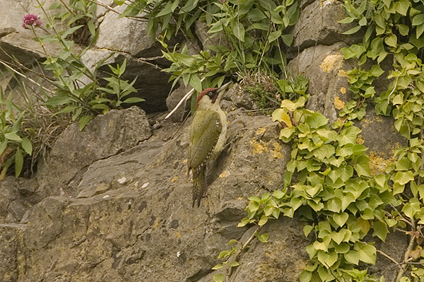 Green Woodpecker