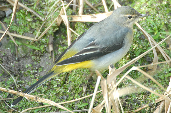 Grey Wagtail