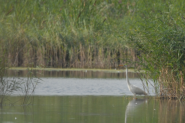 Great White Egret