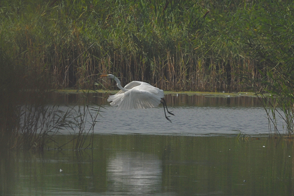 Great White Egret