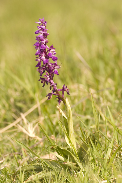 Early-purple Orchid