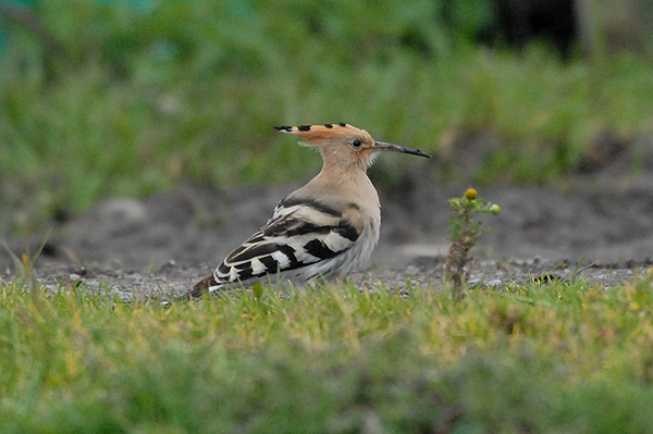 Hoopoe Knighton, somerset