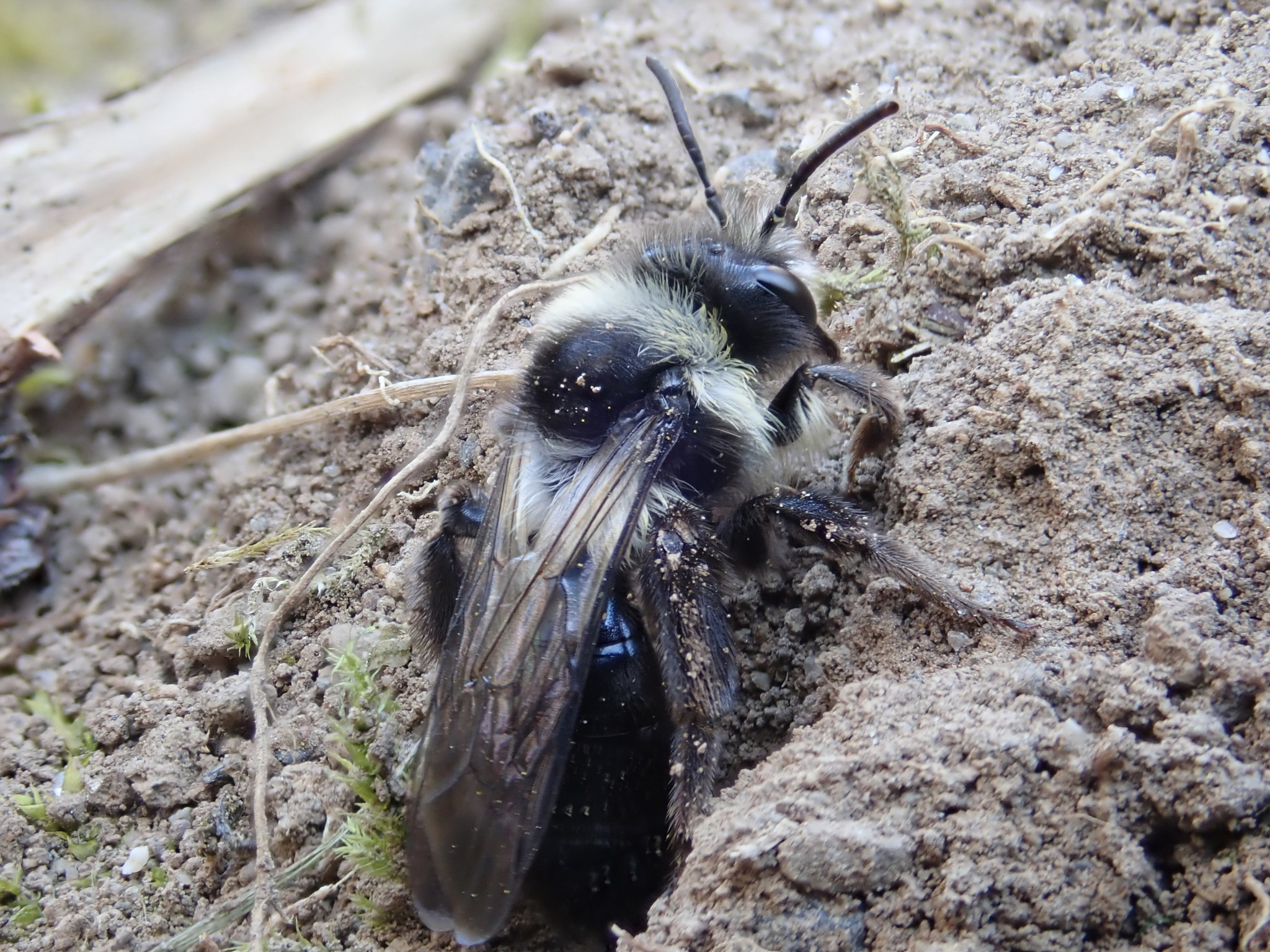 Ashy-mining Bee Andrena cineraria