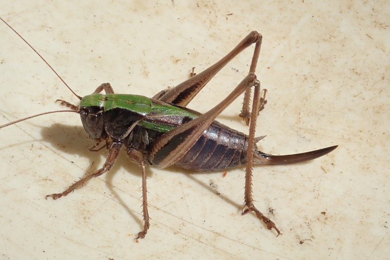Bog Bush Cricket Metrioptera brachyptera 