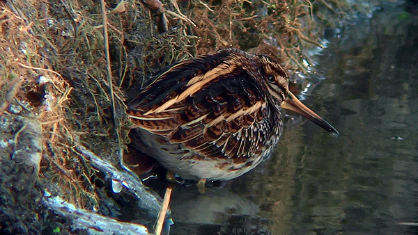 Jack Snipe