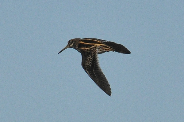 Jack Snipe