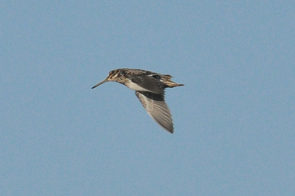 Jack Snipe