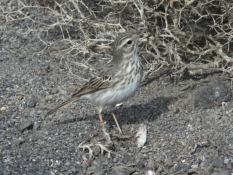 Berthelot's Pipit