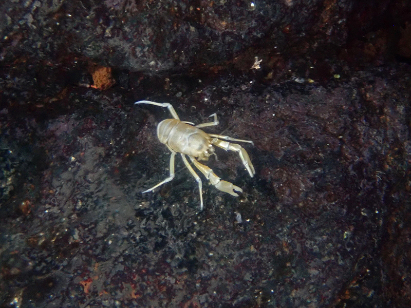 Jameos Blind Crab
