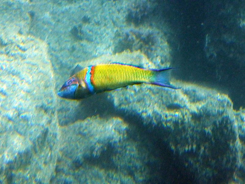 Ornte Wrasse
