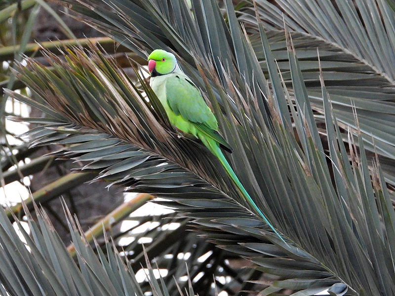 Rose-ringed Parakeet