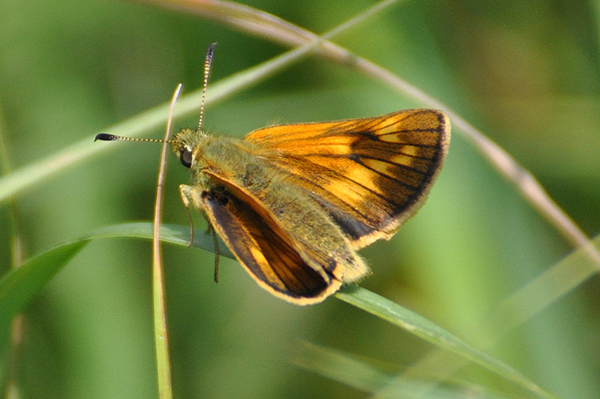 Large Skipper