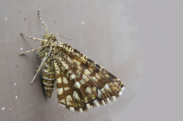 Latticed Heath