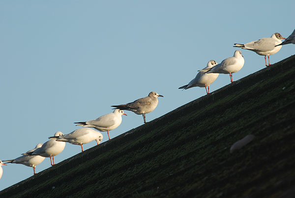 first winter laughing gull newton abbot