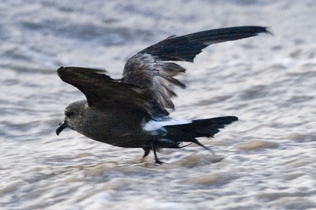 Leach's Petrel