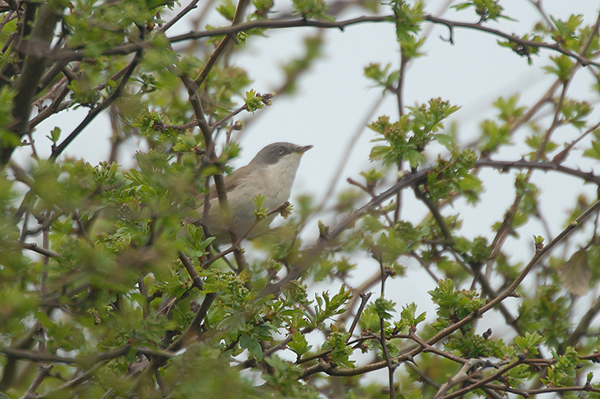 lesser whitethroat