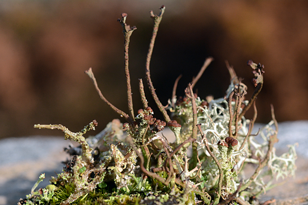 Cladonia gracilis and ramulosa 