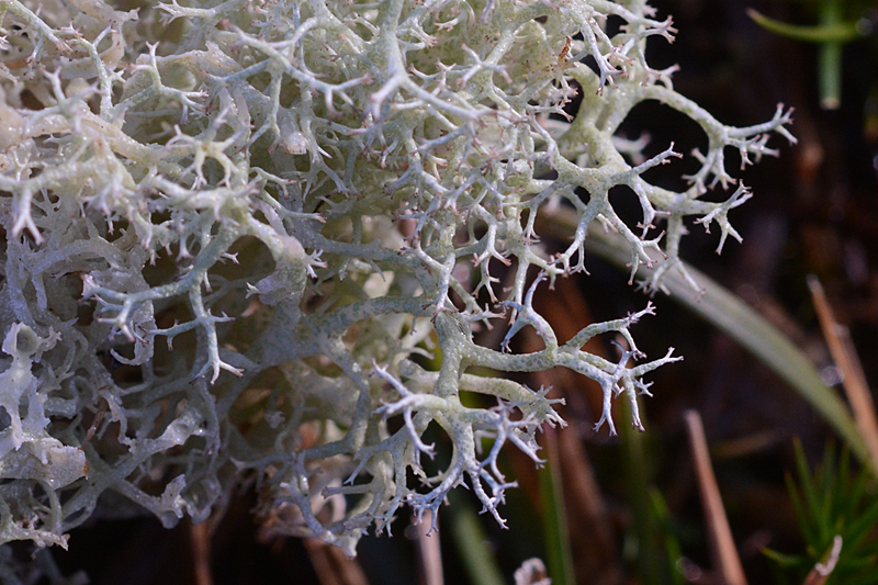 Cladonia portentosa