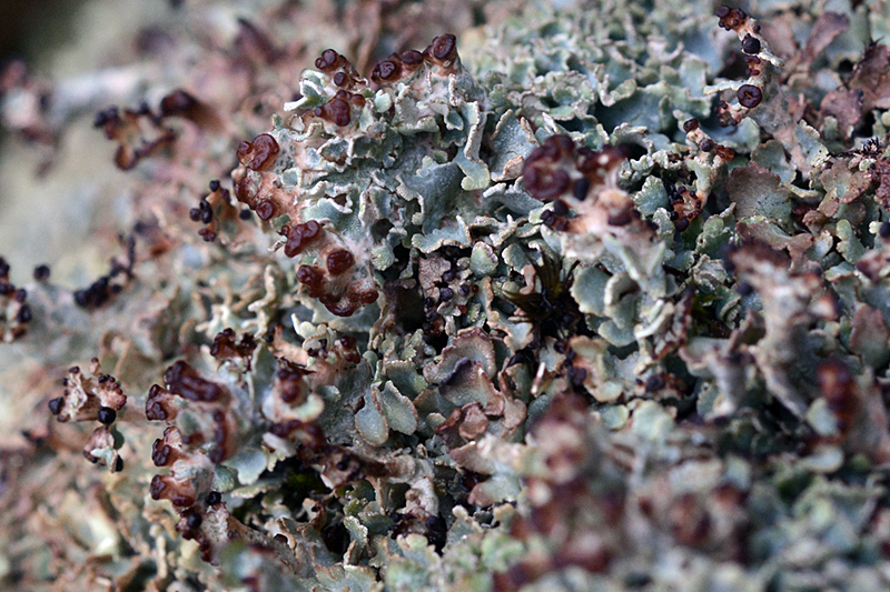 Cladonia subcervicornis 