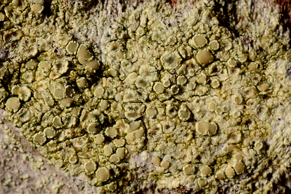 Lecanora strobilina