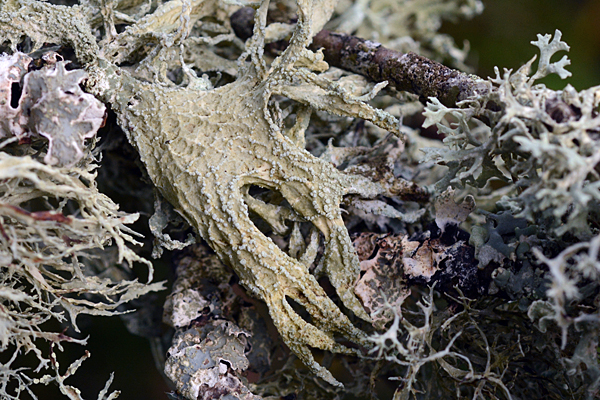 Ramalina lacera