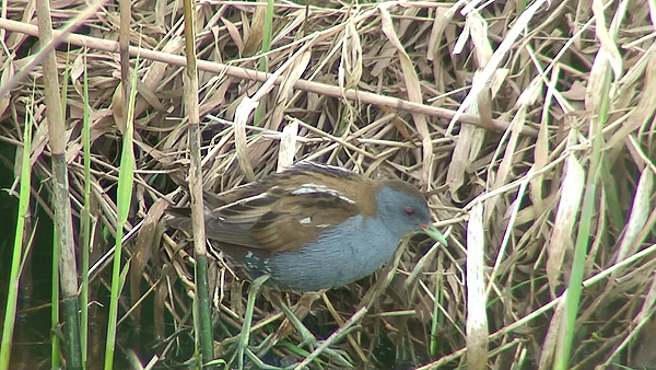 Little Crake photo