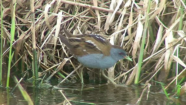 little crake photo