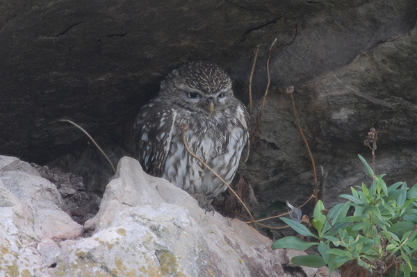 Little Owl