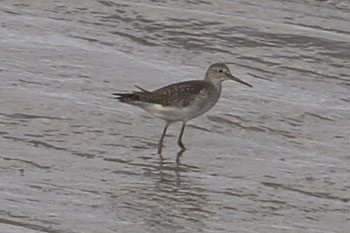 Lesser Yellowlegs