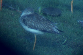 Lesser Yellowlegs