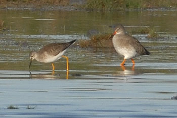 Lesser Yellowlegs