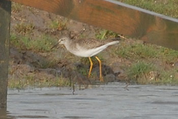 Lesser Yellowlegs