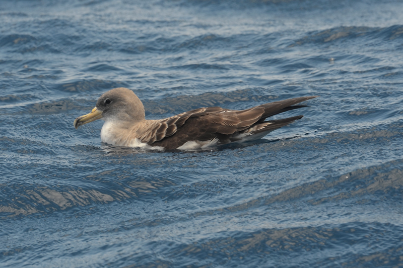 Cory's Shearwater Calonectris diomedea