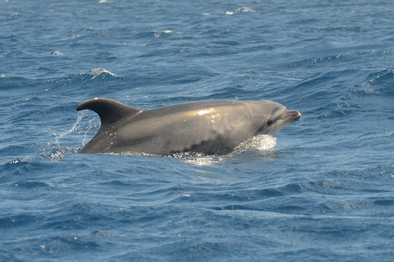 Bottlenose Dolphin Tursiops truncatus 