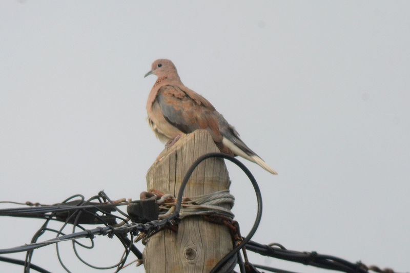 Laughing Dove Spilopelia senegalensis