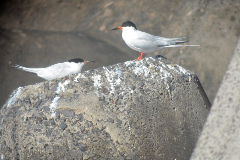 Roseate Tern Sterna dougallii 