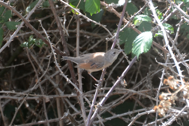 Spectacled Warbler Sylvia conspicilatta orbitalis