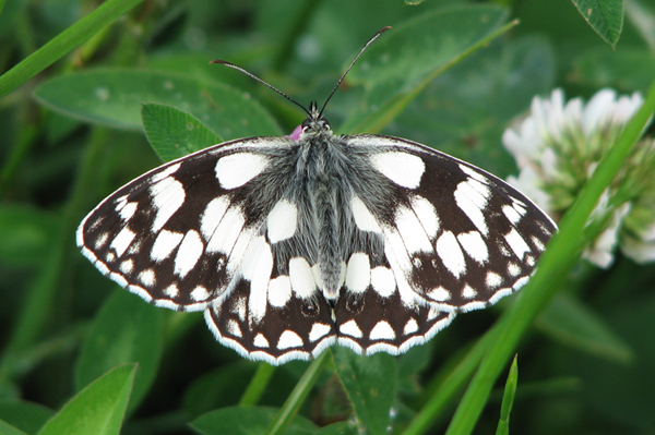 Marbled White