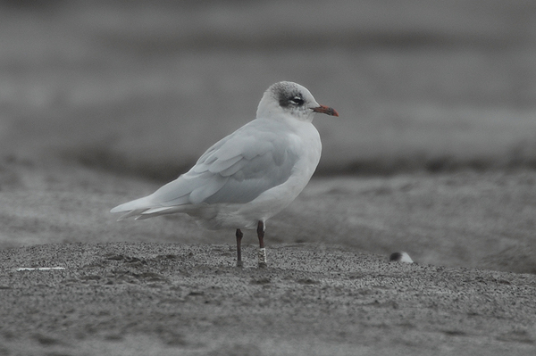 adult winter Mediterranean Gull