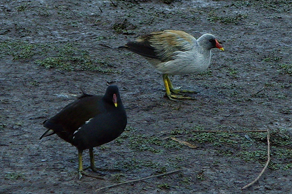 Moorhen