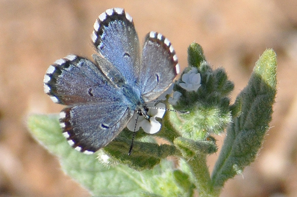 False Batton Blue butterfly