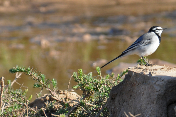 Moroccon Wagtail