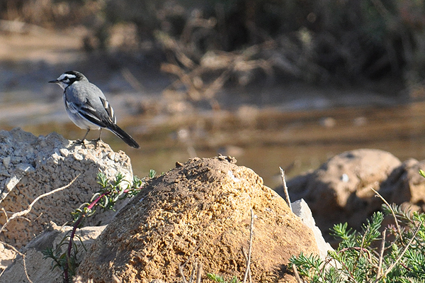 Moroccon Wagtail