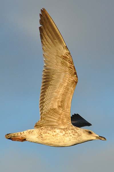 Yellow-legged Gull