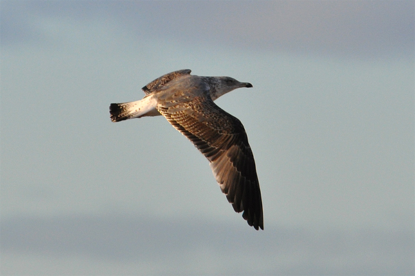 Yellow-legged Gull