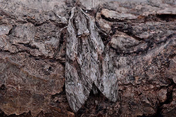 convolvulus hawk-moth agrius convolvuli
