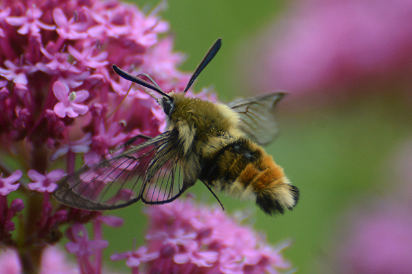 Narrow-bordered Bee Hawk-moth