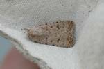 Pale-mottled Willow